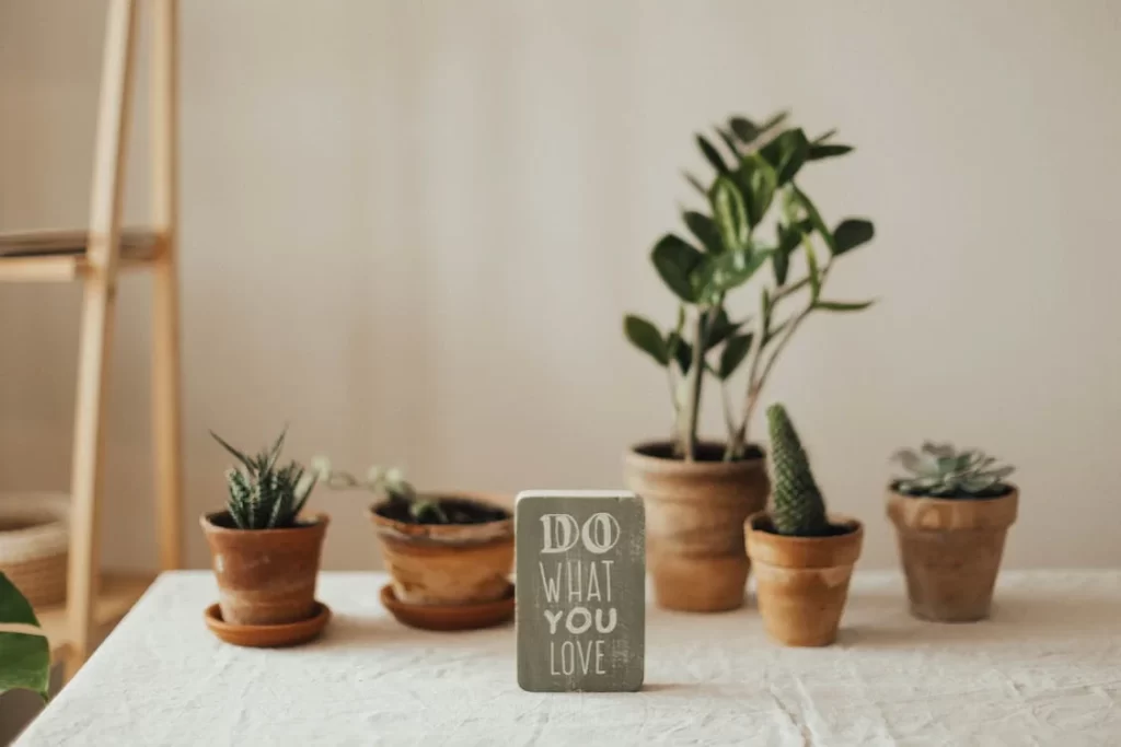 how to keep your plants alive plant care tips for plant lovers