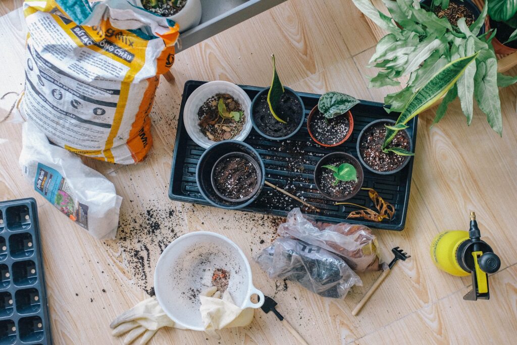 A photo of someone who is potting plants and potting their plant propagations