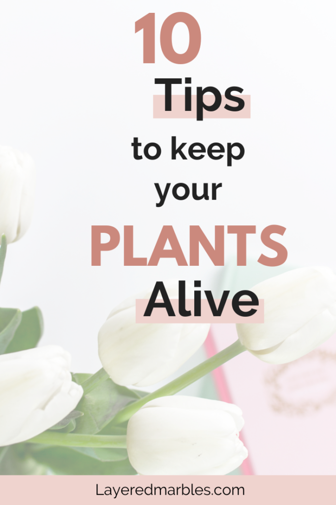 tips on how to care for your plants