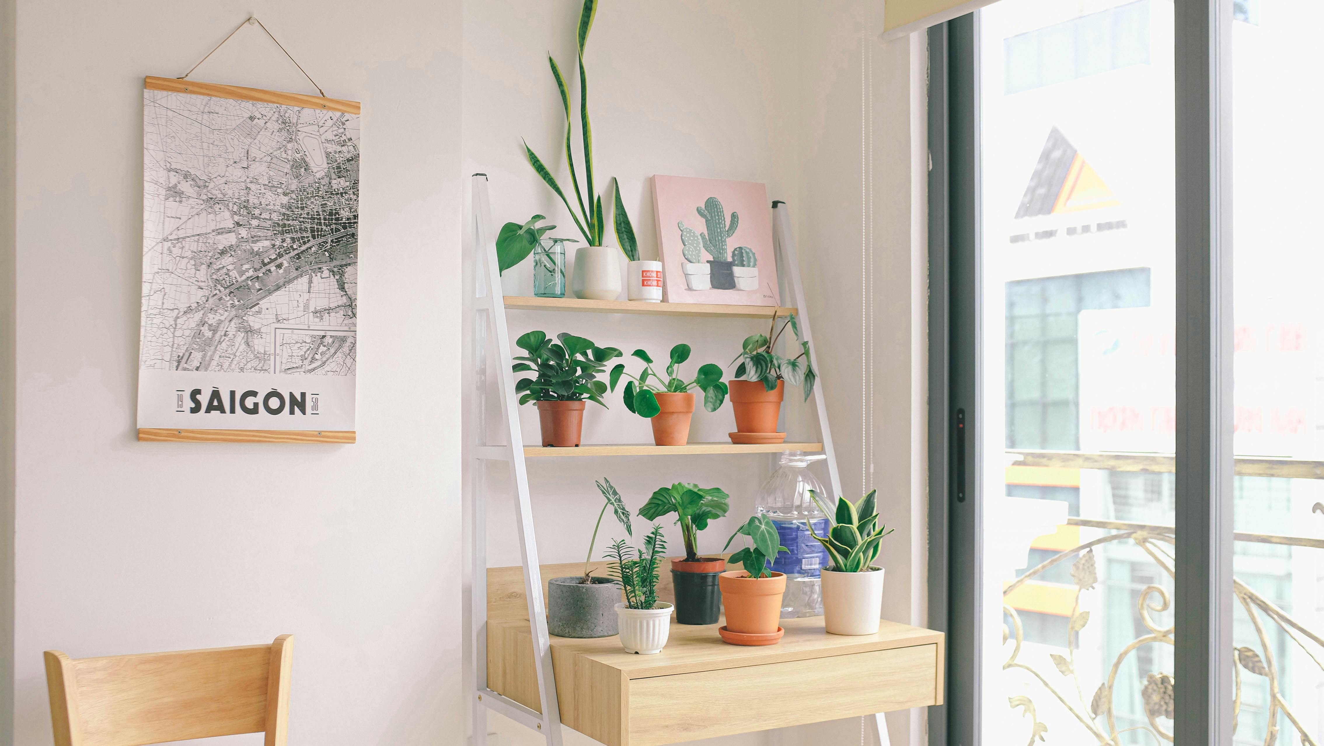 How to keep your plants alive plant care guide