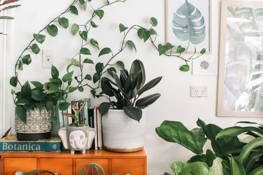 how to keep your plants alive plant care tips boho plant vibes